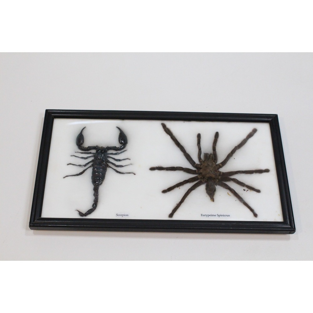 Framed Giant Tarantula and Black Scorpion Taxidermy framed Art from Thailand